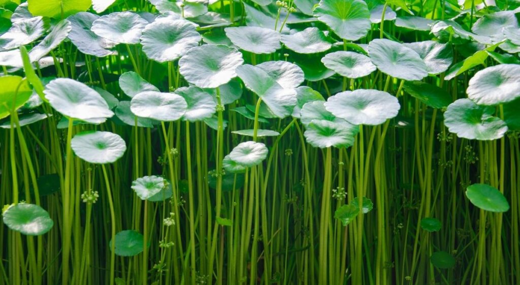 centella asiática